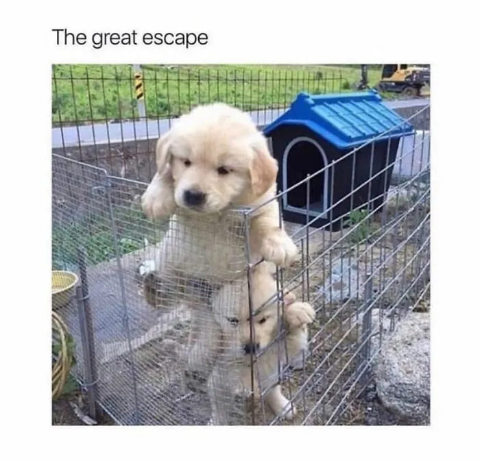 76 Funny Jokes Shared By The “Spicy Dog Memes” Page That Dog Owners Might Instantly Relate To