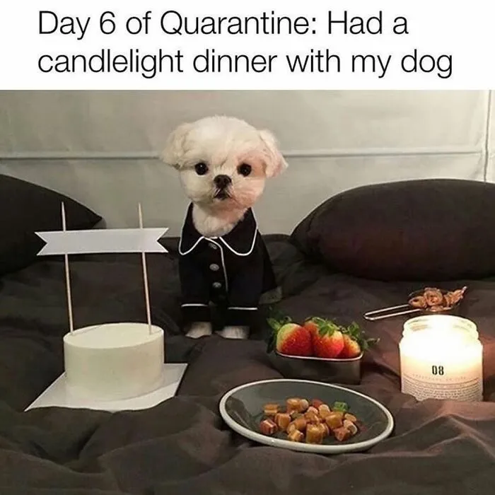 76 Funny Jokes Shared By The “Spicy Dog Memes” Page That Dog Owners Might Instantly Relate To