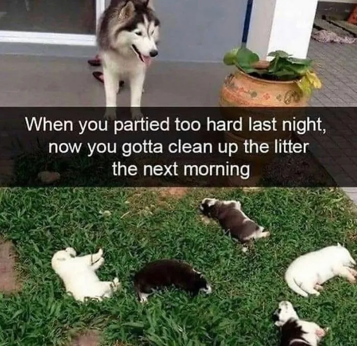 76 Funny Jokes Shared By The “Spicy Dog Memes” Page That Dog Owners Might Instantly Relate To