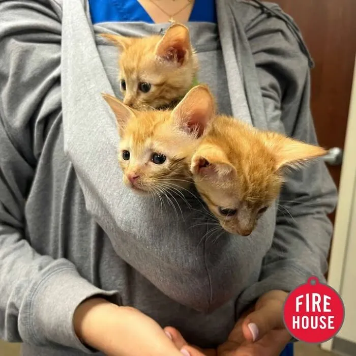 This Page Shared 45 Pics Of Cats Who Turned Routine Vet Visits Into Comedy