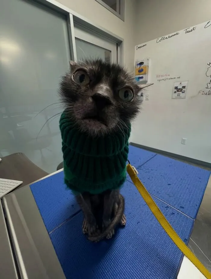 This Page Shared 45 Pics Of Cats Who Turned Routine Vet Visits Into Comedy