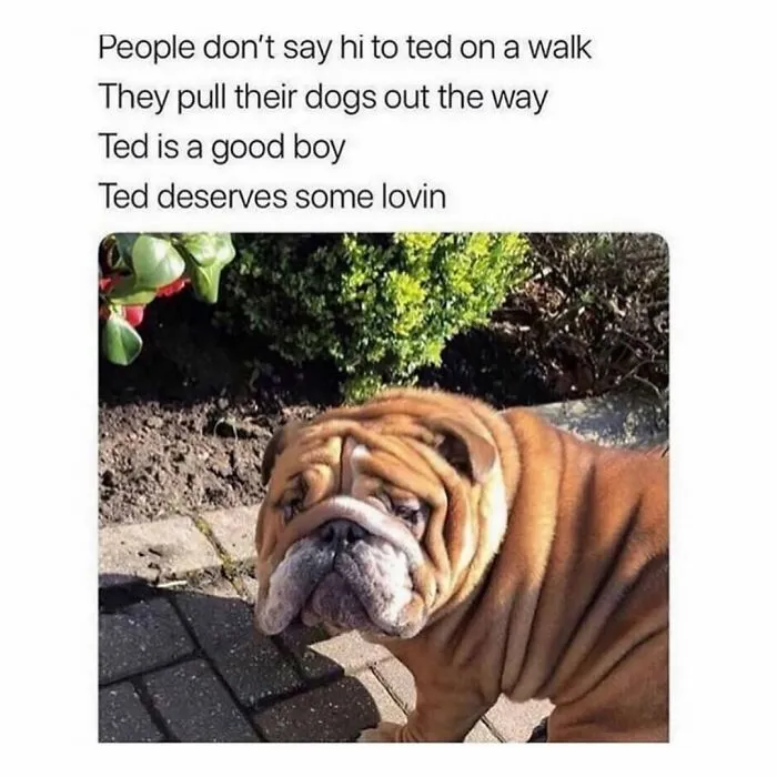 76 Funny Jokes Shared By The “Spicy Dog Memes” Page That Dog Owners Might Instantly Relate To