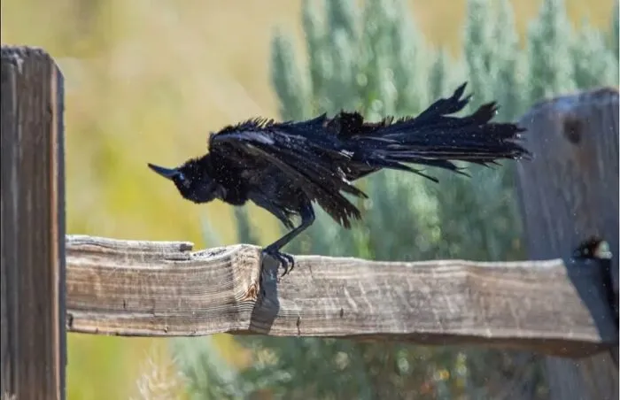 Wildlife photo of black bird with ruffled feathers perched on wooden fence