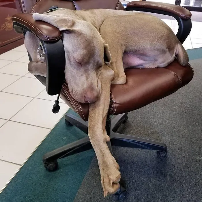 61 Derpy Dog Photos Shared By This Page That Prove Even The Cutest Pups Have Bad Angles
