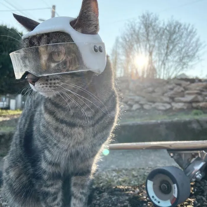 This Man Has All Kinds Of Crazy Adventures With His Cat (33 New Pics)