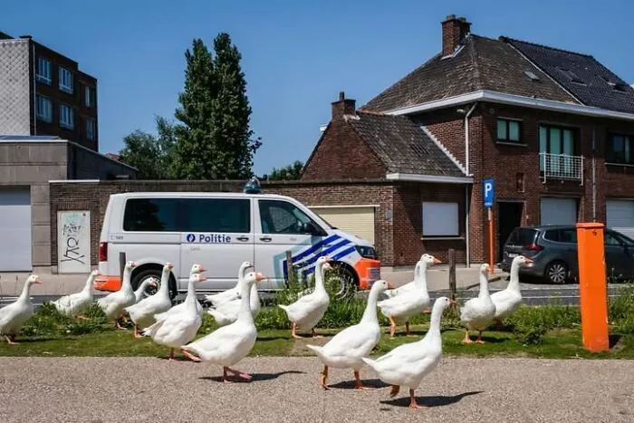 This Street Photographer Took 26 Pics Capturing Animals’ Odd And Hilarious Moments