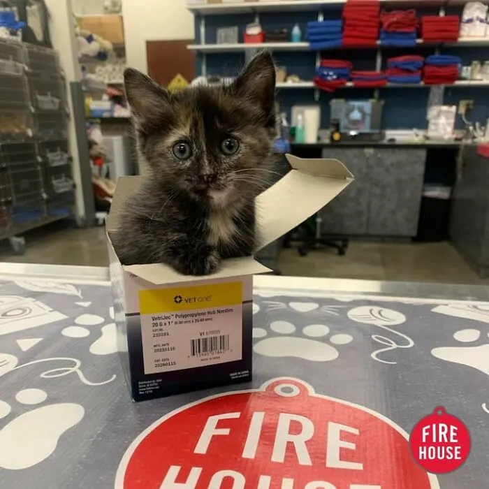 This Page Shared 45 Pics Of Cats Who Turned Routine Vet Visits Into Comedy