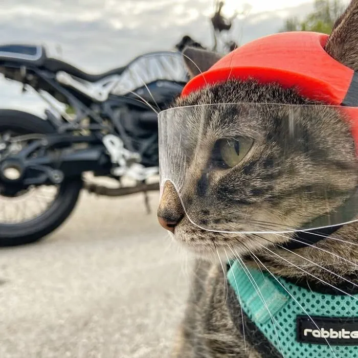 This Man Has All Kinds Of Crazy Adventures With His Cat (33 New Pics)