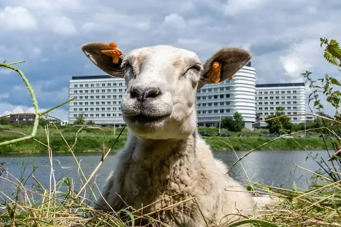 This Street Photographer Took 26 Pics Capturing Animals’ Odd And Hilarious Moments
