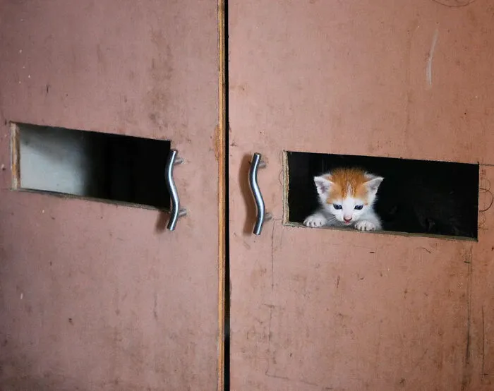 43 Unexpected Animal Encounters Captured By This Street Photographer