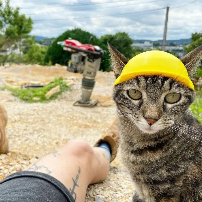 This Man Has All Kinds Of Crazy Adventures With His Cat (33 New Pics)