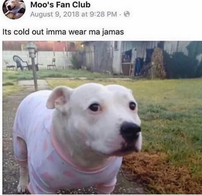 These Dog Memes Prove Our Four-Legged Friends Are Naturally Born Comedians (70 Pics)