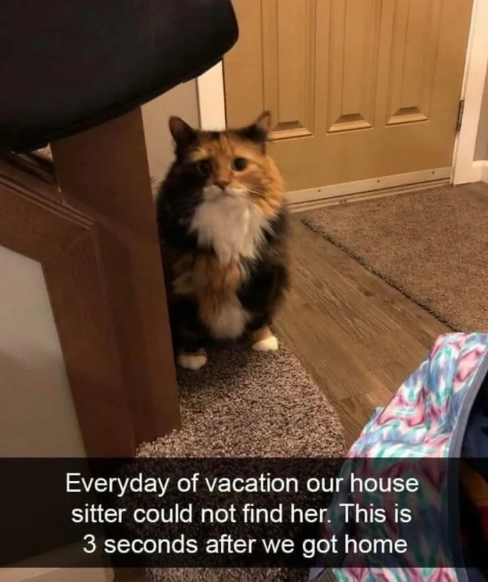 48 Of The Funniest Cat Memes Shared By This Page That Are Impossible Not To Laugh At