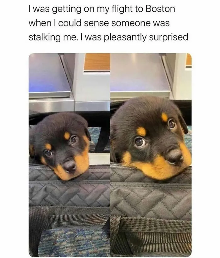 76 Funny Jokes Shared By The “Spicy Dog Memes” Page That Dog Owners Might Instantly Relate To