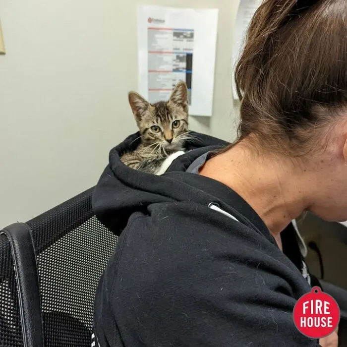This Page Shared 45 Pics Of Cats Who Turned Routine Vet Visits Into Comedy