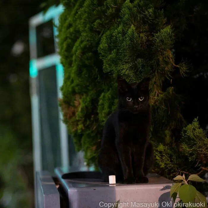 50 Black Cats Caught In Funny, Curious, And Unexpected Moments By Masayuki Oki
