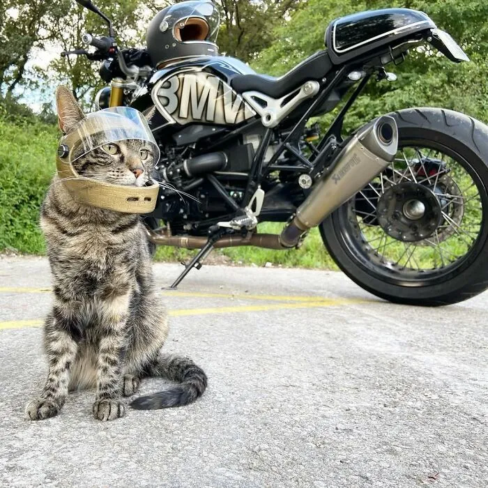 This Man Has All Kinds Of Crazy Adventures With His Cat (33 New Pics)