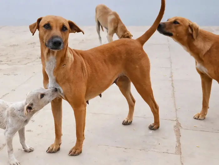 43 Unexpected Animal Encounters Captured By This Street Photographer
