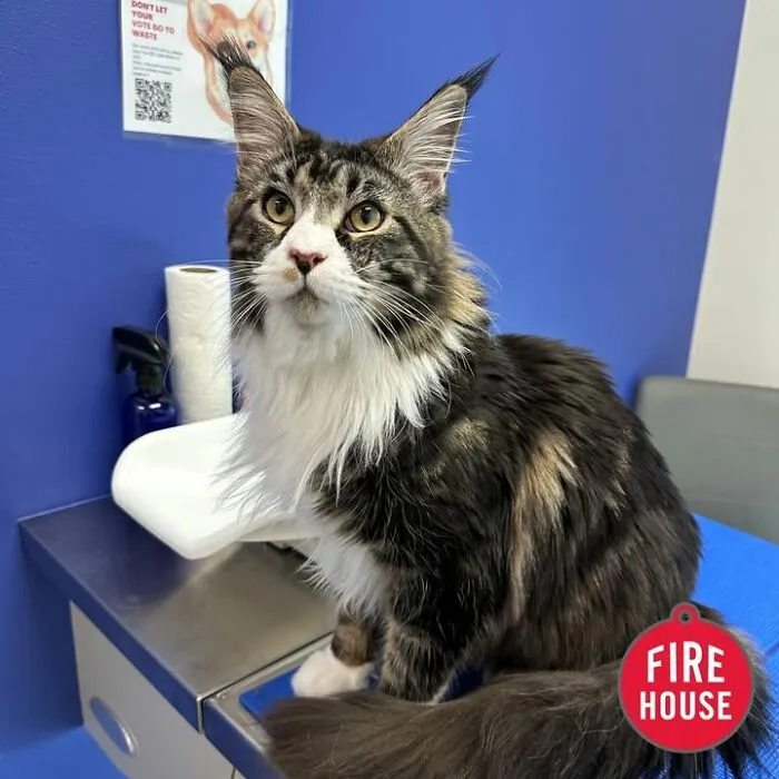 This Page Shared 45 Pics Of Cats Who Turned Routine Vet Visits Into Comedy