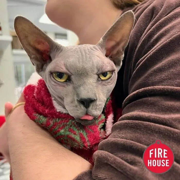 This Page Shared 45 Pics Of Cats Who Turned Routine Vet Visits Into Comedy