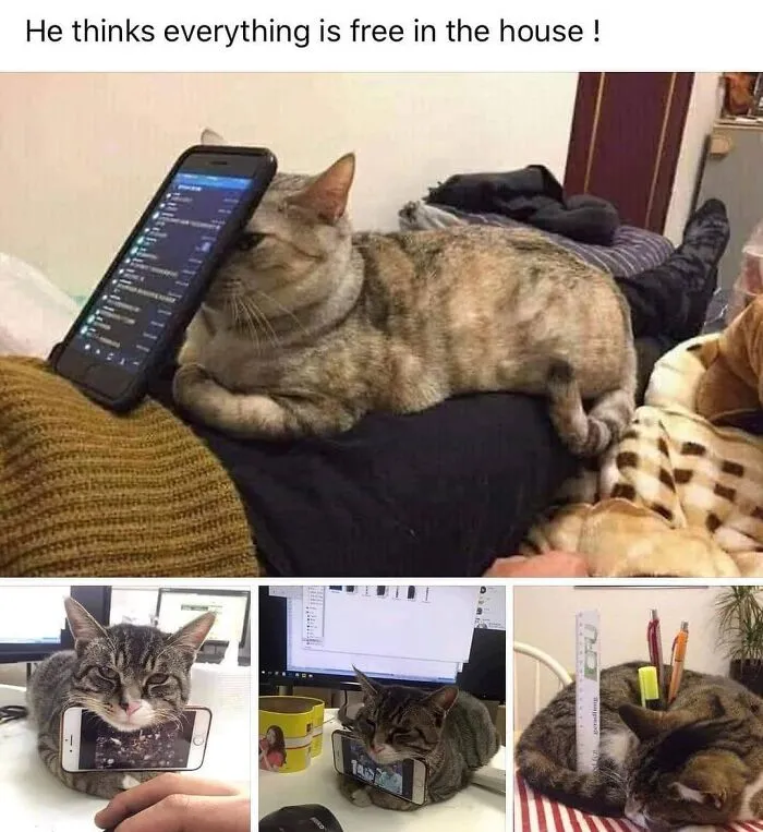 50 Hilarious Cat Memes That Perfectly Capture What It’s Like To Live With A Feline