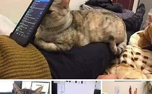 48 Of The Funniest Cat Memes Shared By This Page That Are Impossible Not To Laugh At