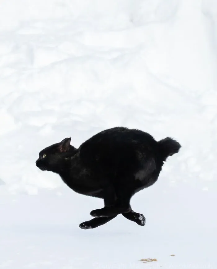 50 Black Cats Caught In Funny, Curious, And Unexpected Moments By Masayuki Oki