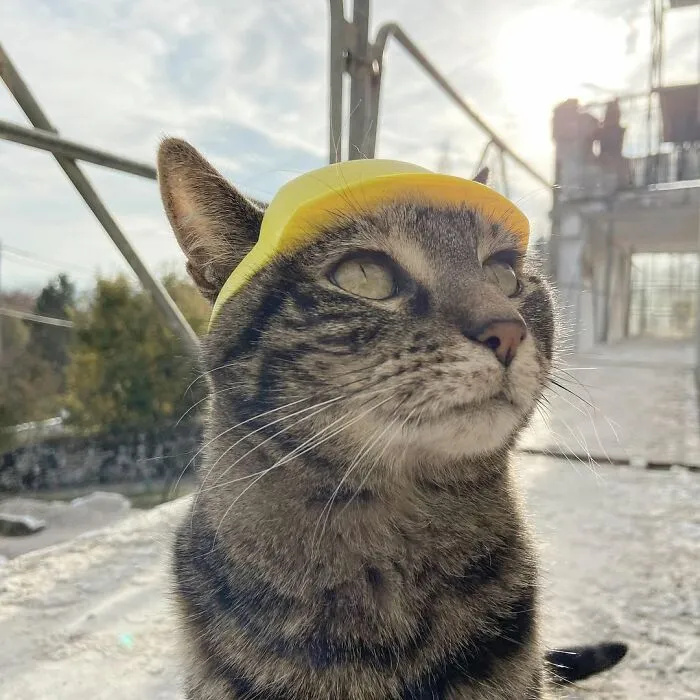 This Man Has All Kinds Of Crazy Adventures With His Cat (33 New Pics)
