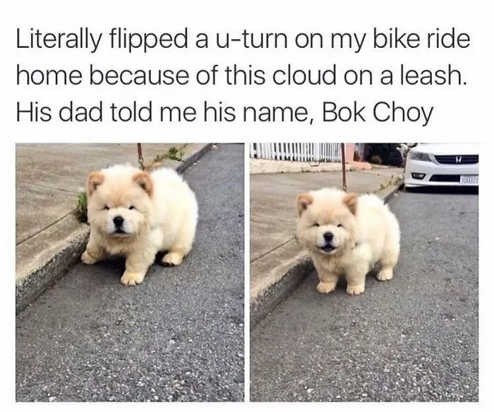76 Funny Jokes Shared By The “Spicy Dog Memes” Page That Dog Owners Might Instantly Relate To