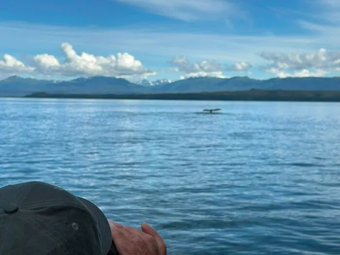 Wildlife photo of whale tail in ocean with person observing from boat