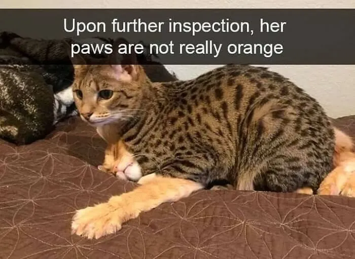 48 Of The Funniest Cat Memes Shared By This Page That Are Impossible Not To Laugh At