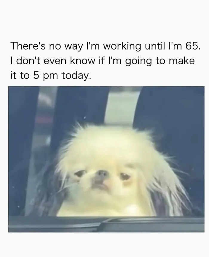 Hilarious dog meme: A fluffy, sad-looking white dog in a car, expressing a desire to not work until 65.