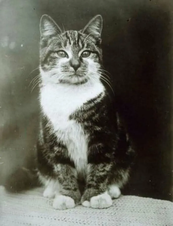 A classic vintage cat photo showing a sitting tabby and white cat looking directly at the camera