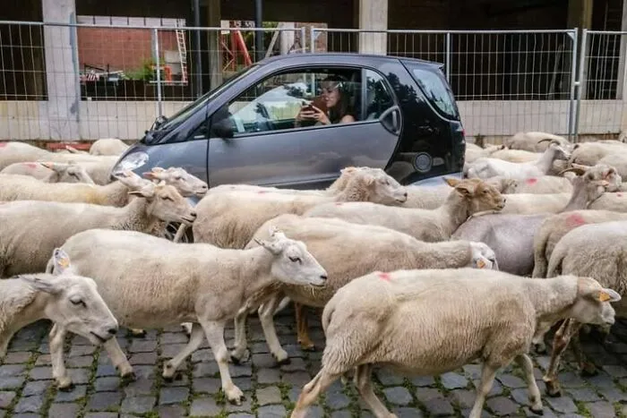 This Street Photographer Took 26 Pics Capturing Animals’ Odd And Hilarious Moments