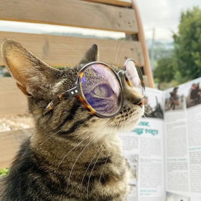 This Man Has All Kinds Of Crazy Adventures With His Cat (33 New Pics)
