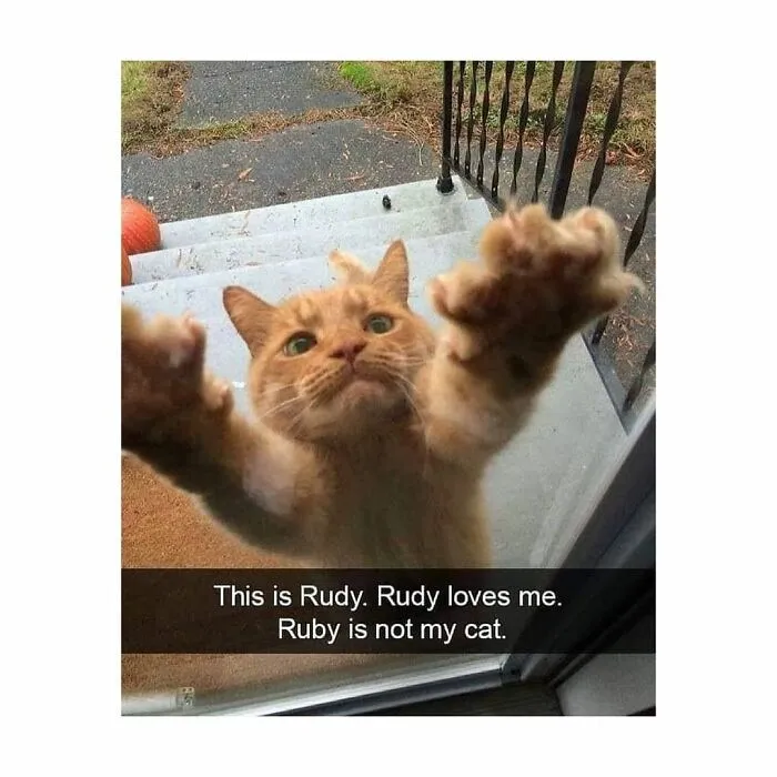 48 Of The Funniest Cat Memes Shared By This Page That Are Impossible Not To Laugh At