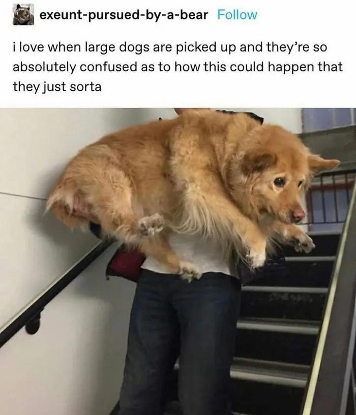 76 Funny Jokes Shared By The “Spicy Dog Memes” Page That Dog Owners Might Instantly Relate To