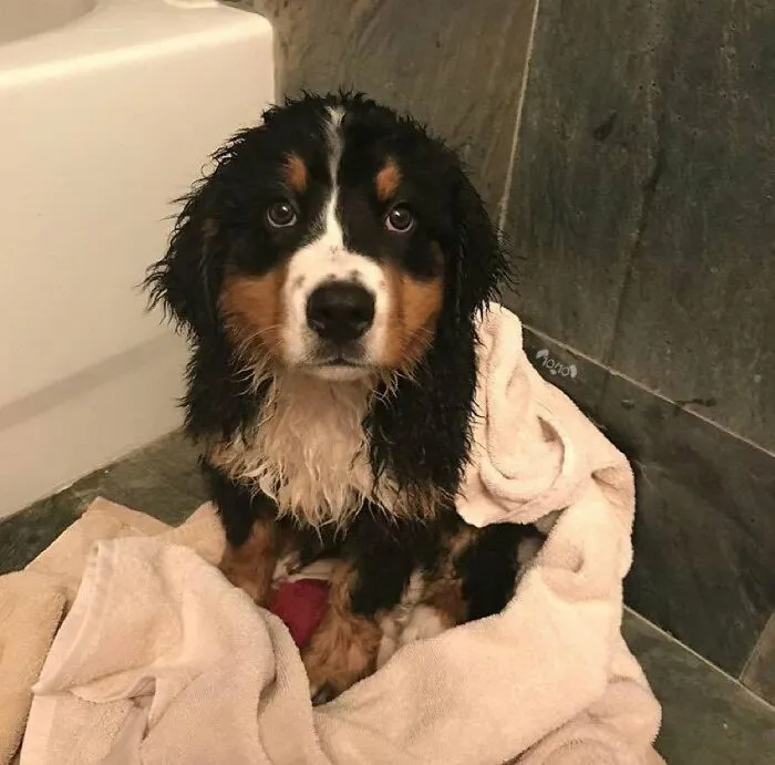 36 Pics Shared By ‘WeRateDogs’ That Show Pups Being Overly Dramatic About Bath Time