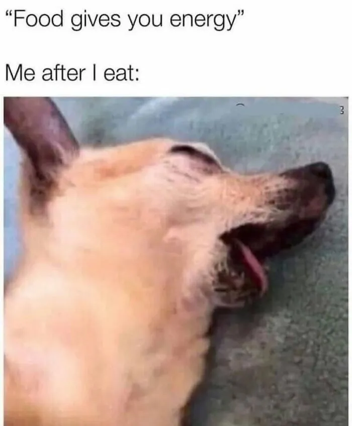 Hilarious dog meme of a tired dog after eating, proving dogs are natural-born comedians.
