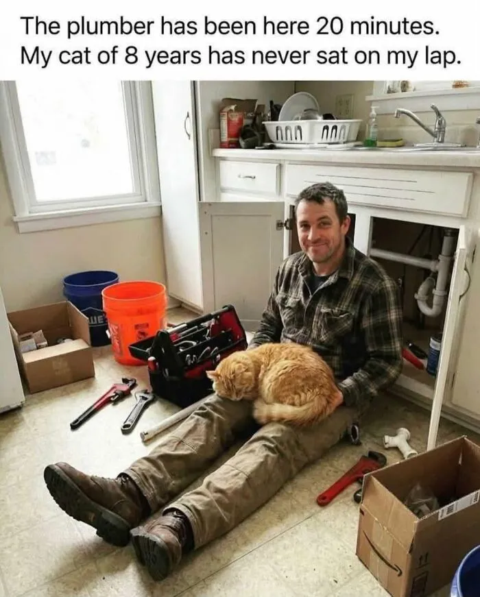Cats Being Cats: 70 Funny And Wholesome Posts We Found On This Instagram Page