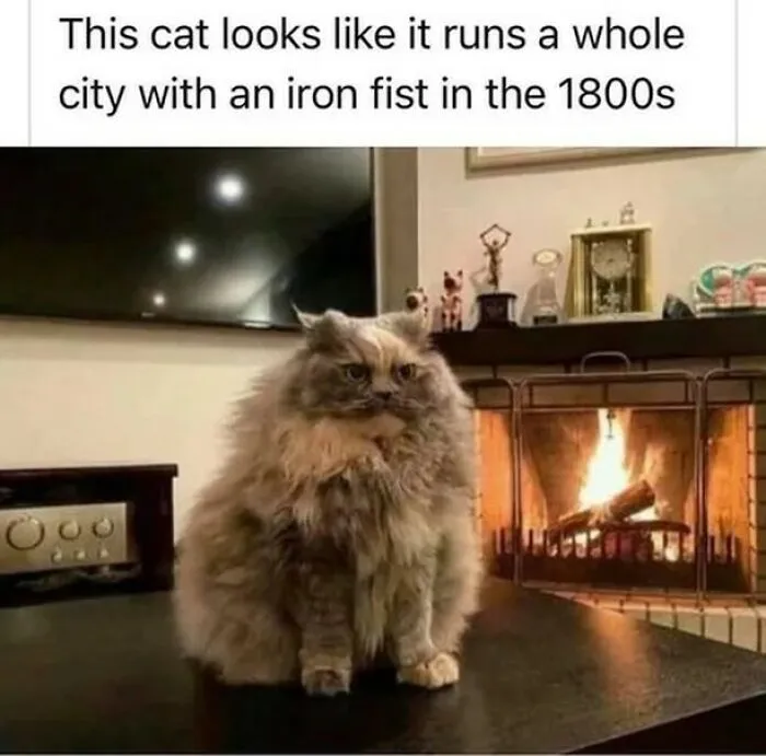 48 Of The Funniest Cat Memes Shared By This Page That Are Impossible Not To Laugh At