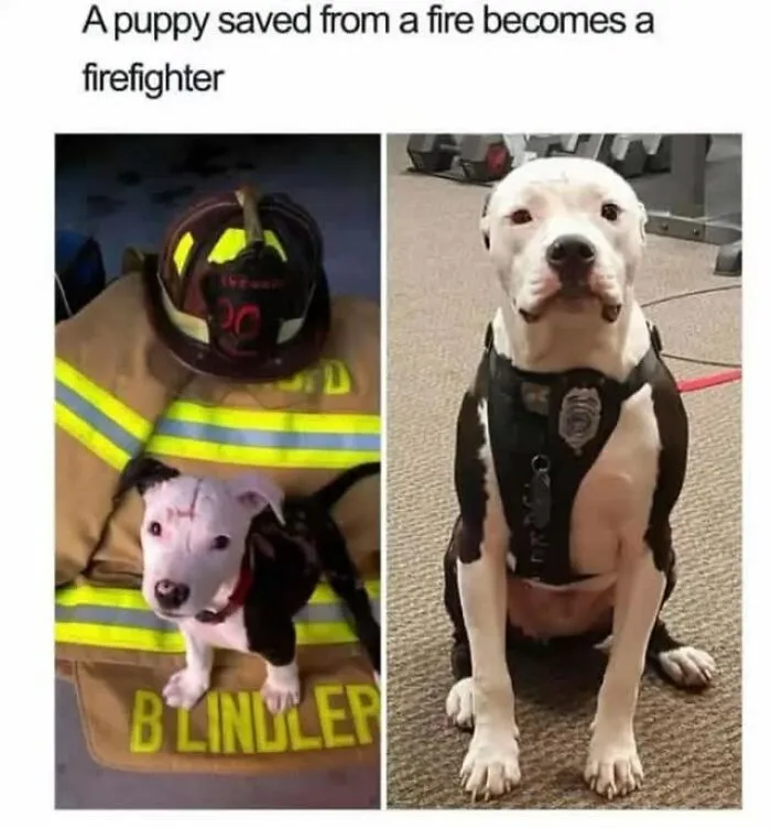 A split image of dog memes showing a puppy becoming a firefighter, proving dogs are natural-born comedians.