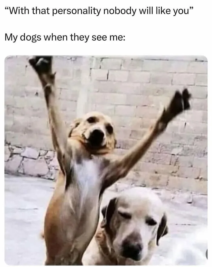 Two dog memes, one dog excitedly greeting, the other calm, proving dogs are natural-born comedians.