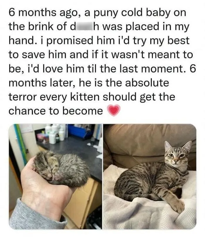 Cats Being Cats: 70 Funny And Wholesome Posts We Found On This Instagram Page