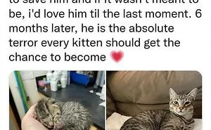 70 Funny Cat Memes Shared By This Page To Send Your Furry Friend And Lift Your Spirits