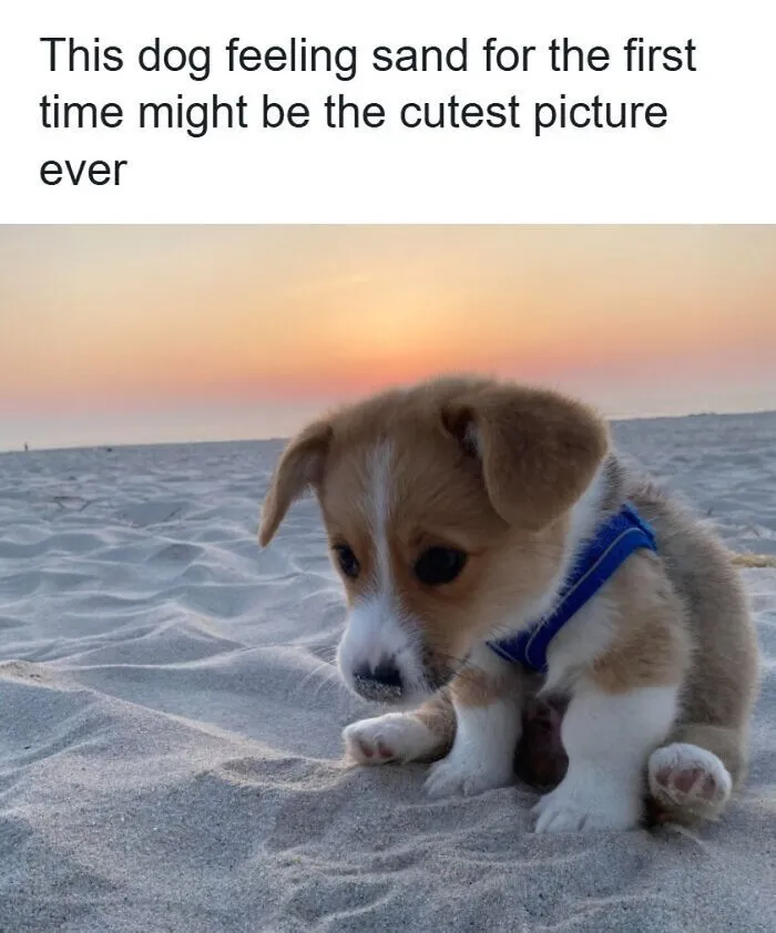A cute dog meme of a puppy on the beach at sunset, highlighting the funny and endearing nature of dog comedians.