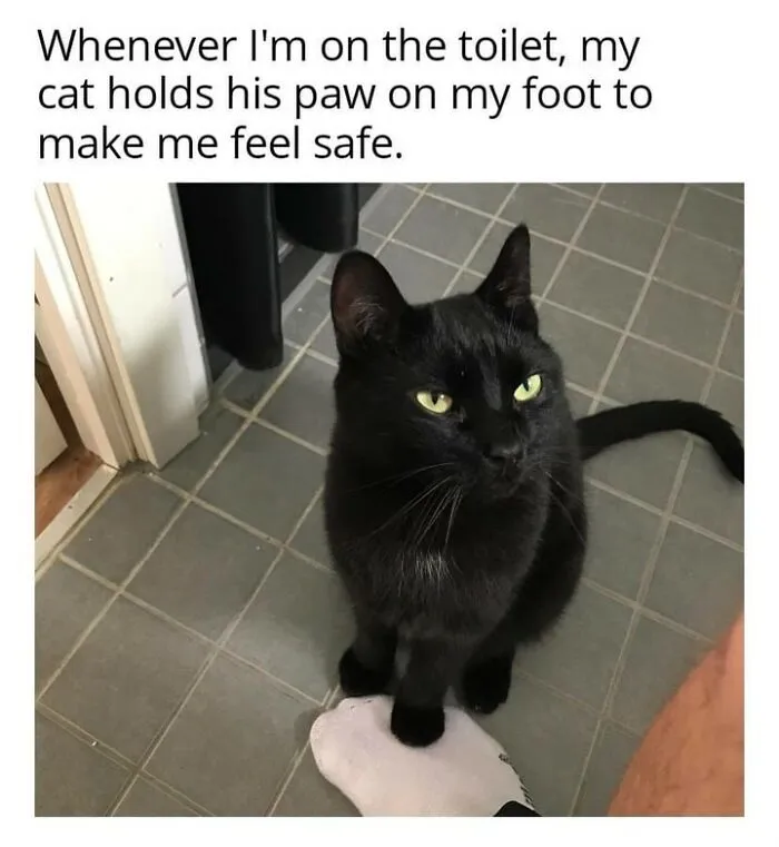 70 Funny Cat Memes Shared By This Page To Send Your Furry Friend And Lift Your Spirits