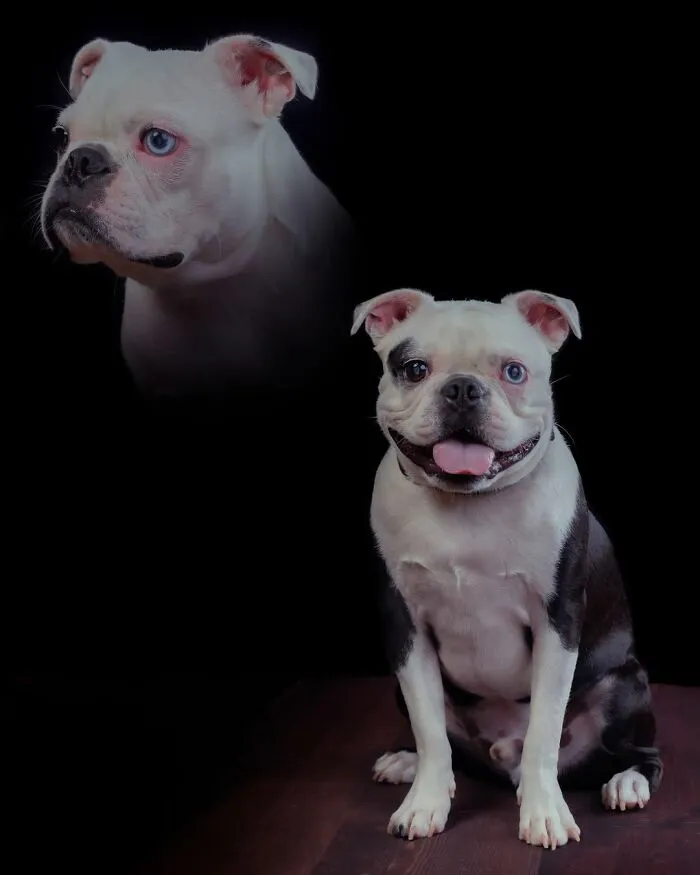Photographer Uses Her Sense Of Humor To Create Unique Photos Of Pets And Their Owners (49 New Pics)