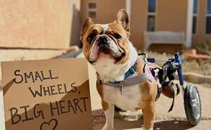 44 Adoptable Dogs With Funny Signs That Show Off Their Personalities, Shared By “Dog With Sign”