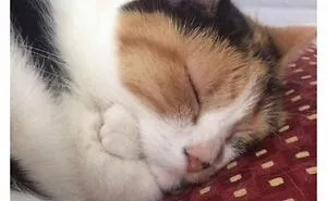 70 Funny Cat Memes Shared By This Page To Send Your Furry Friend And Lift Your Spirits